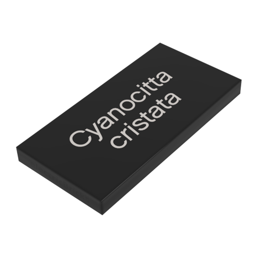 Плитка Lego Декоративна with White 'Cyanocitta cristata' Pattern 2 x 4 87079pb0194 6115328 Black Б/У - Retromagaz